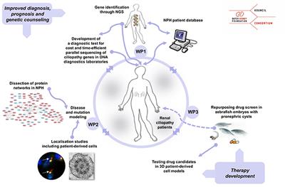 The KOUNCIL Consortium: From Genetic Defects to Therapeutic Development for Nephronophthisis